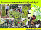 දෙහිවල ගෙවතු වගා දිසාපතිතුමාගේ නිරීක්ෂණයට....