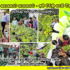දෙහිවල ගෙවතු වගා දිසාපතිතුමාගේ නිරීක්ෂණයට