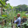 දෙහිවල ගෙවතු වගා දිසාපතිතුමාගේ නිරීක්ෂණයට